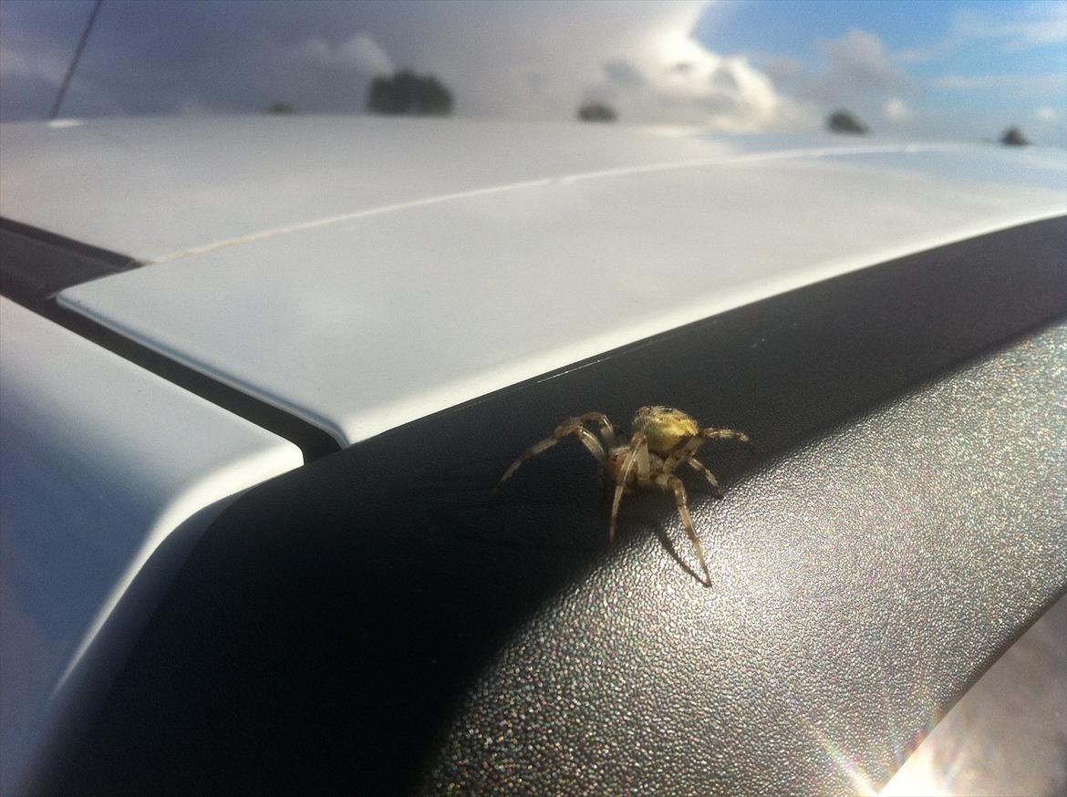 Chevrolet Spark 1.0 Beathe - Beathe bliver taget bagfra, af en kors edderkop :D  billede 20