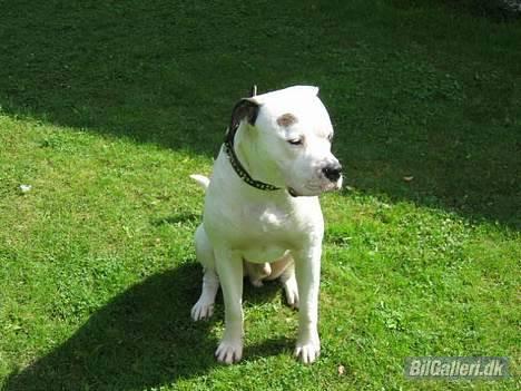 VW Golf 3 billede 10