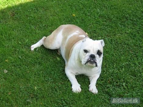 VW Golf 3 billede 11