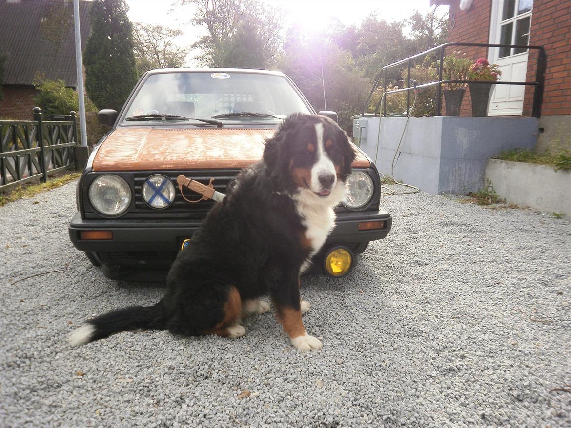 VW Golf GTD øko luder billede 17