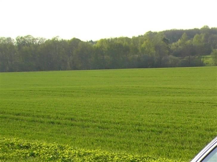 BMW E30 320i billede 2