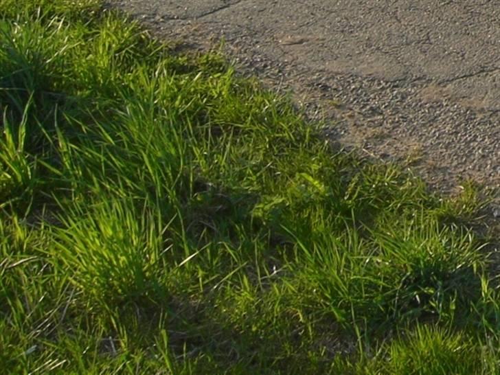 BMW E30 320i billede 4