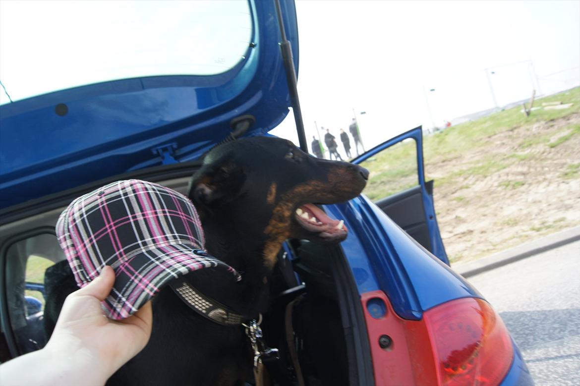 Seat leon 1,6 tdi dsg R.I.P billede 12