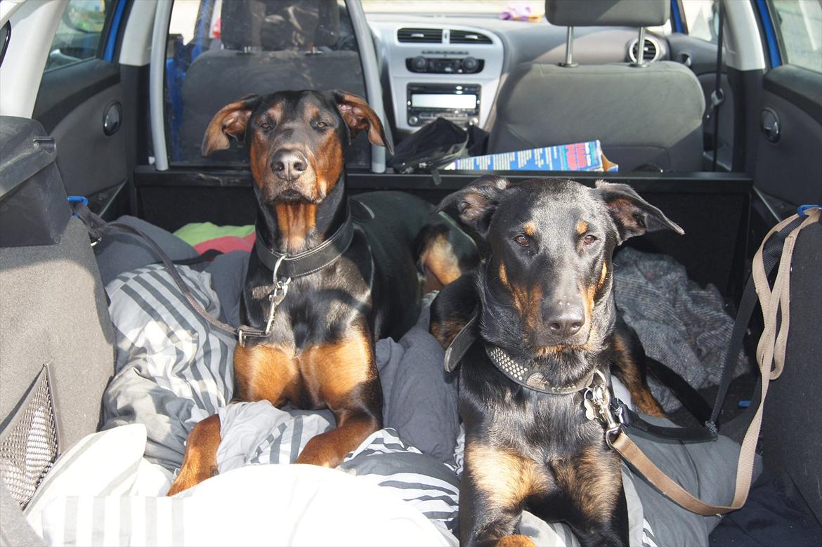 Seat leon 1,6 tdi dsg R.I.P billede 13