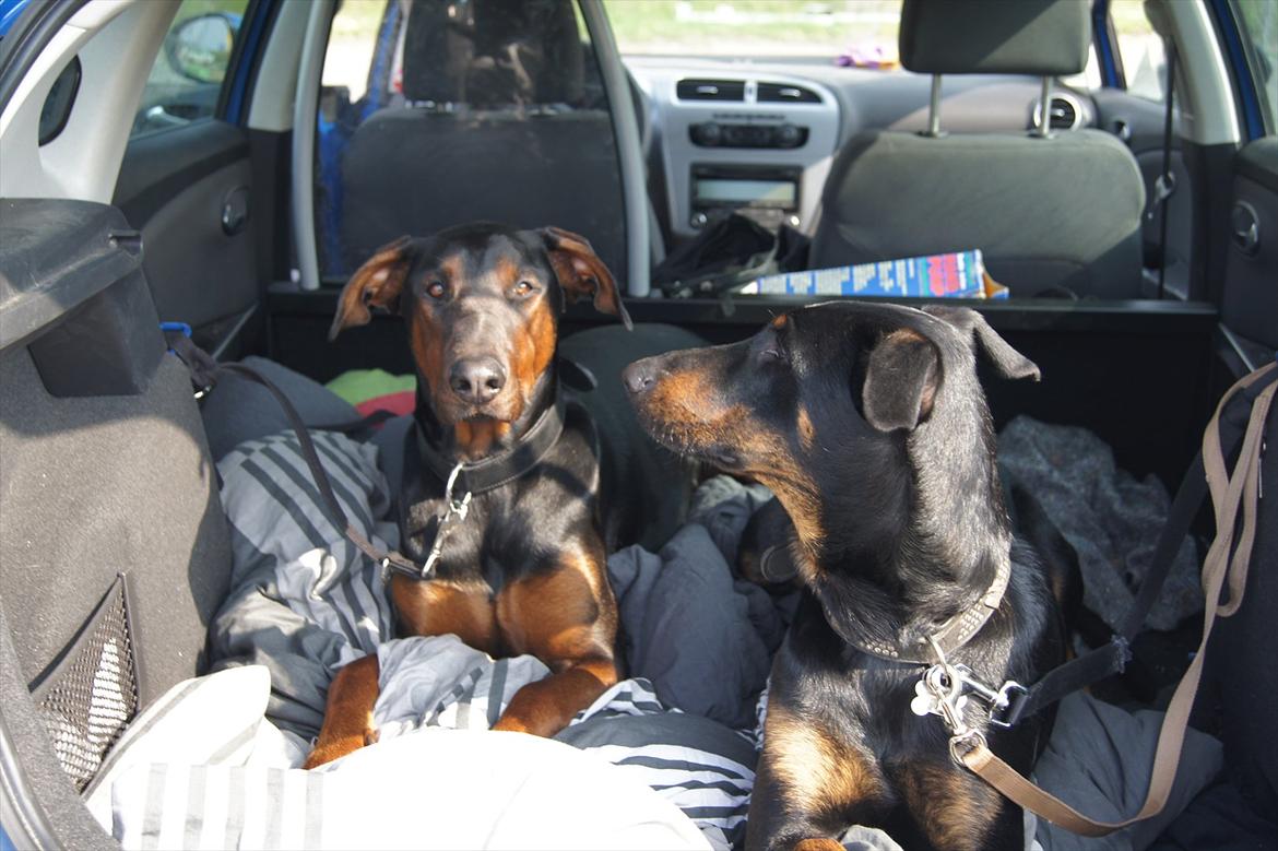 Seat leon 1,6 tdi dsg R.I.P billede 14