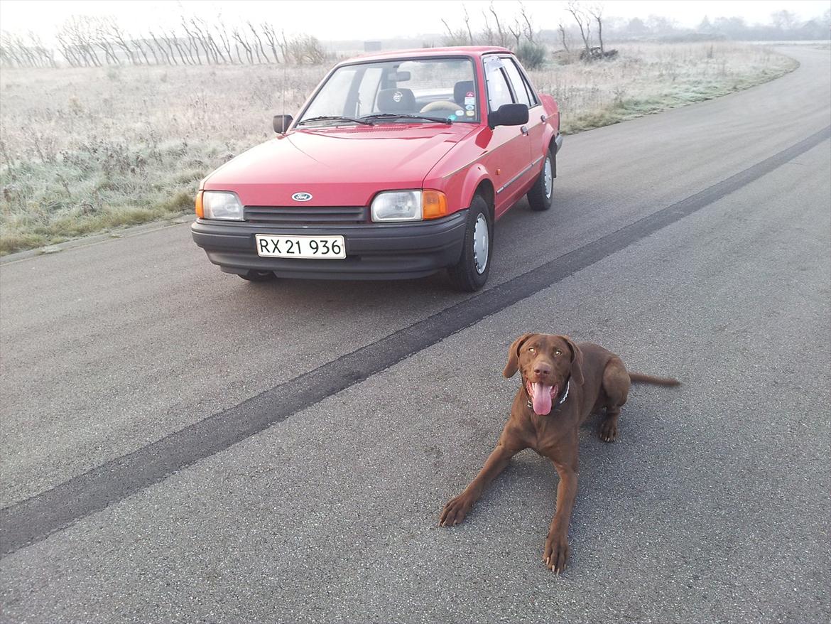 Ford Orion  billede 1