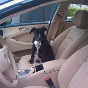 Mercedes Benz CLS 350 CDI