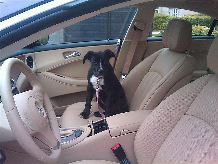 Mercedes Benz CLS 350 CDI billede 4