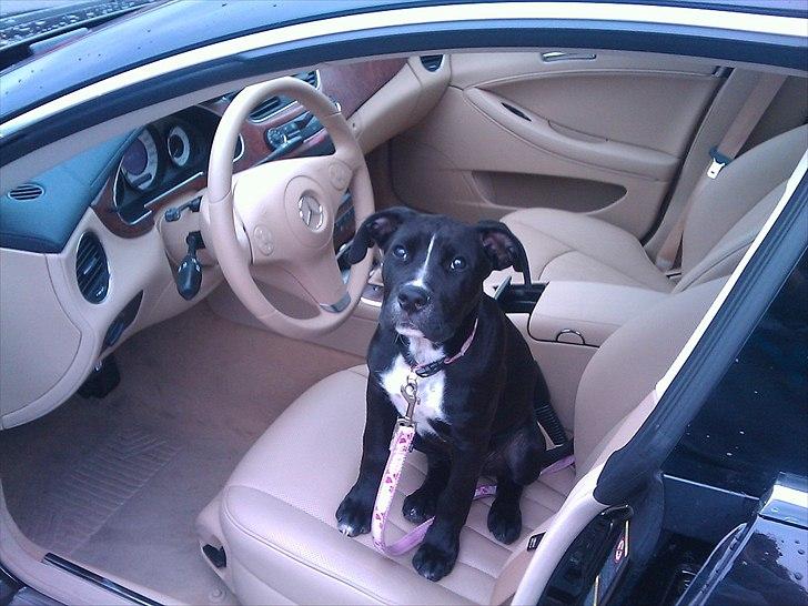 Mercedes Benz CLS 350 CDI billede 7