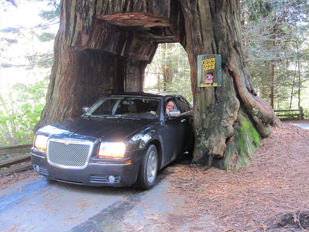 Chrysler 300C - Reedwood skoven i californien billede 17