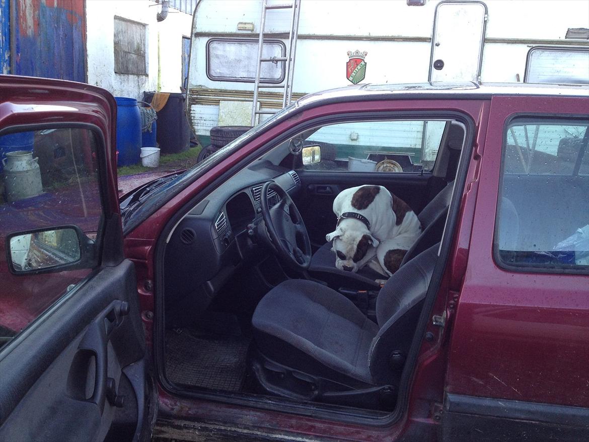 VW Vento * Æ SpritRaket * SOLGT - "Kamphunden" Sally passer på bilen igen...!! billede 5