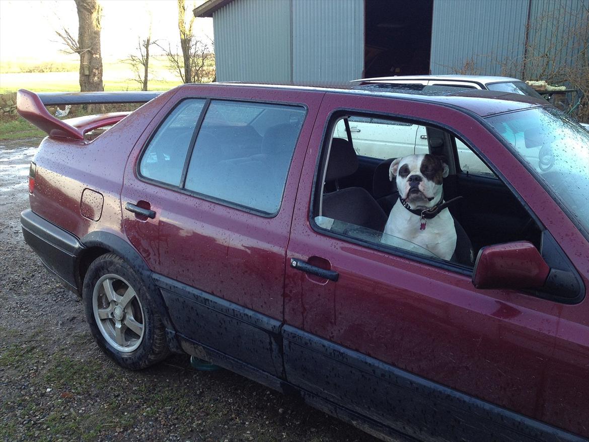 VW Vento * Æ SpritRaket * SOLGT - "Kamphunden" Sally passer på bilen igen...!! billede 15