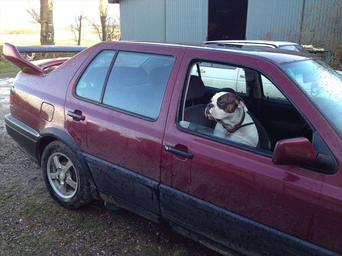 VW Vento * Æ SpritRaket * SOLGT - "Kamphunden" Sally passer på bilen igen...!! billede 10