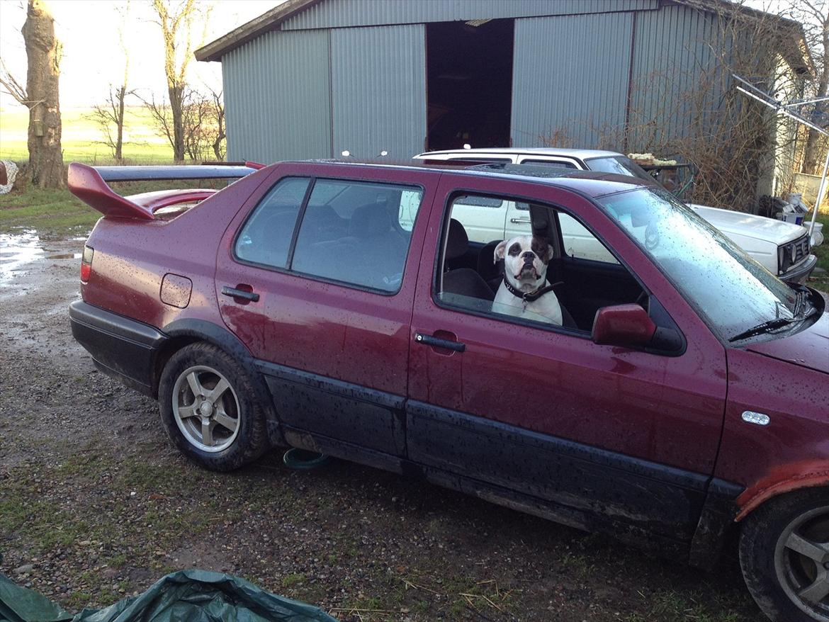 VW Vento * Æ SpritRaket * SOLGT - "Kamphunden" Sally passer på bilen igen...!! billede 16
