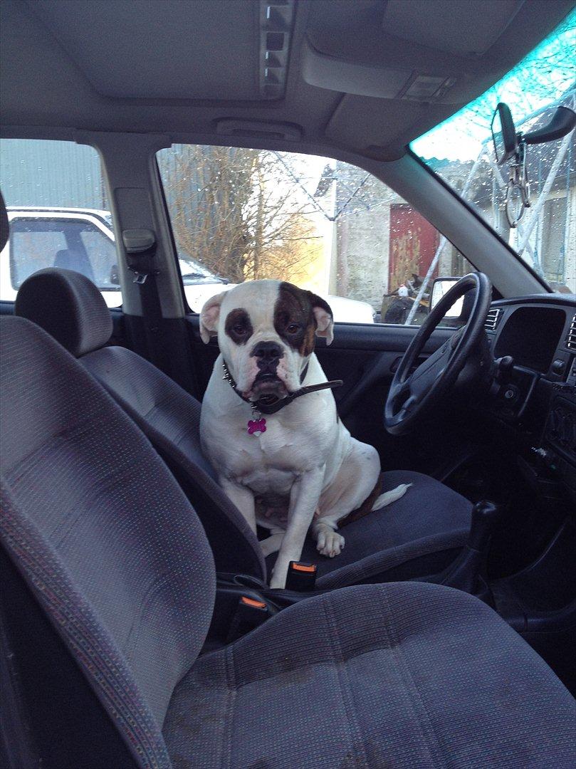 VW Vento * Æ SpritRaket * SOLGT - Min "Kamphund" passer på bilen.. Der er ingen andre end mig der må komme til den...!! billede 3