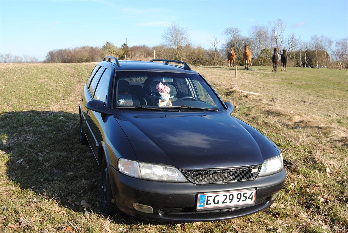 Opel Vectra St. Car  *Vera* - Vera med hestene i baggrunden. billede 1