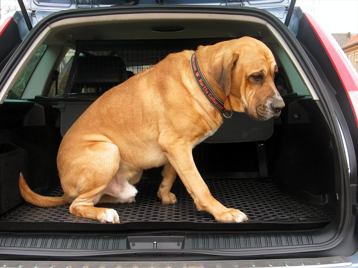 Ford Mondeo 2,0 TDCi Ghia X st.car Tiptronic - Bilalarm model Broholmer på 65kg. Han kan lige være der, men er desværre ikke alt for vild med at køre bil. billede 2