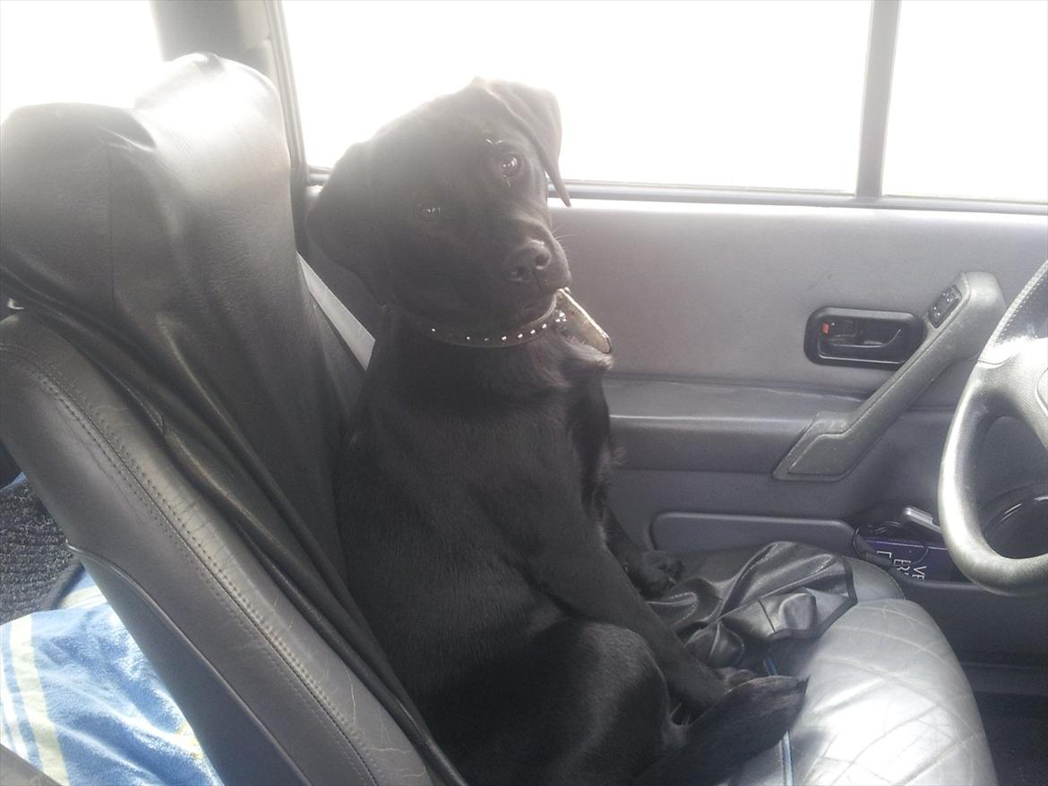 Ford escort cab solgt billede 2