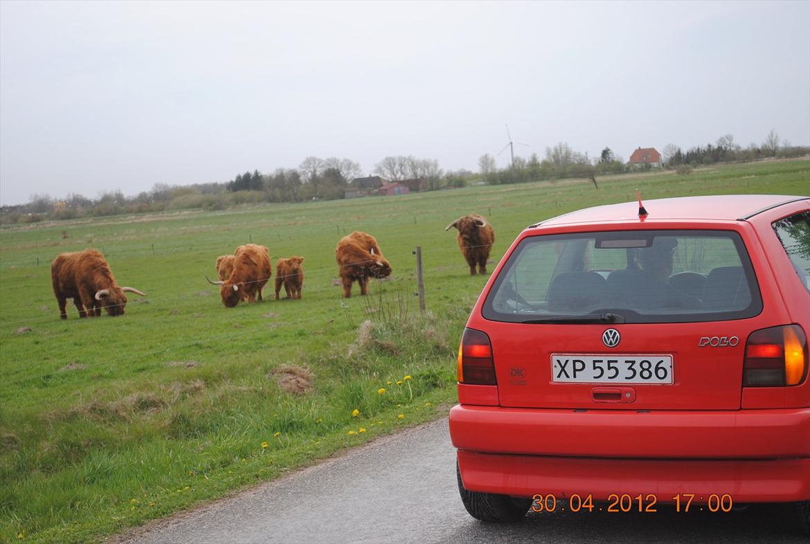 VW polo 6n  billede 10