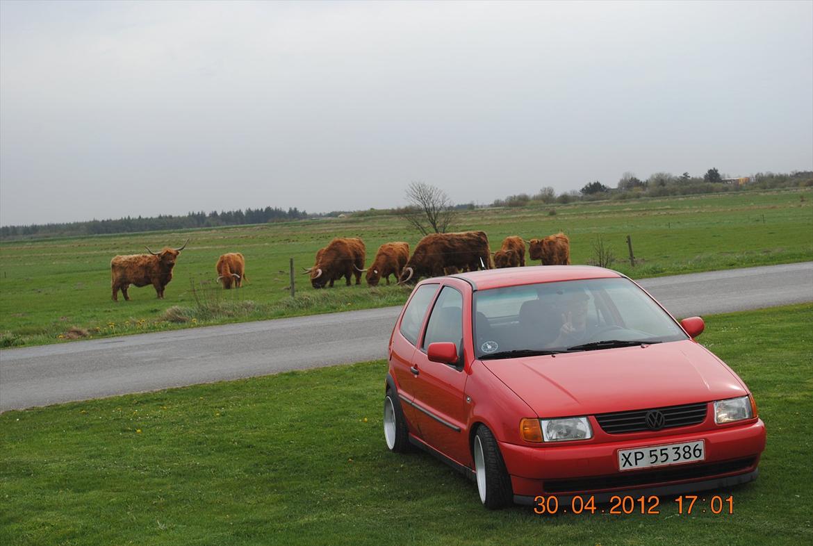 VW polo 6n  billede 11