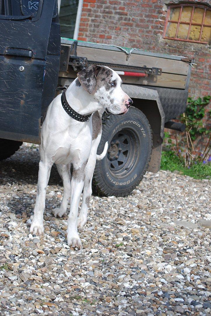 Nissan King Cab TD 25 HillBilly billede 17