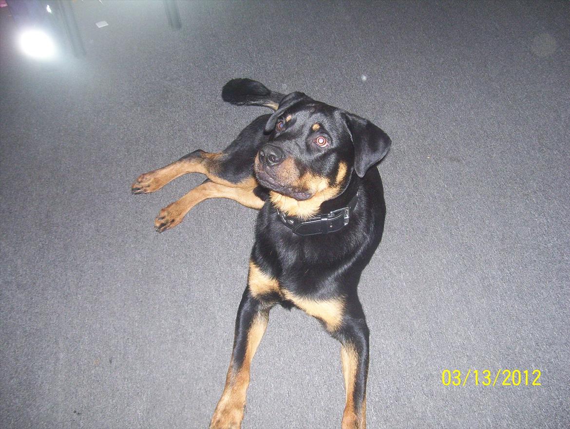 Opel omega B stc billede 17