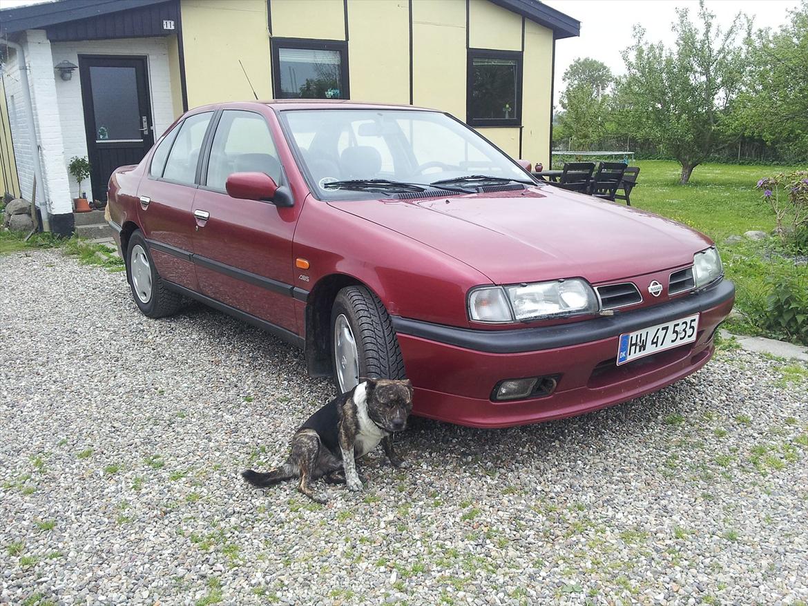 Nissan Primera billede 1