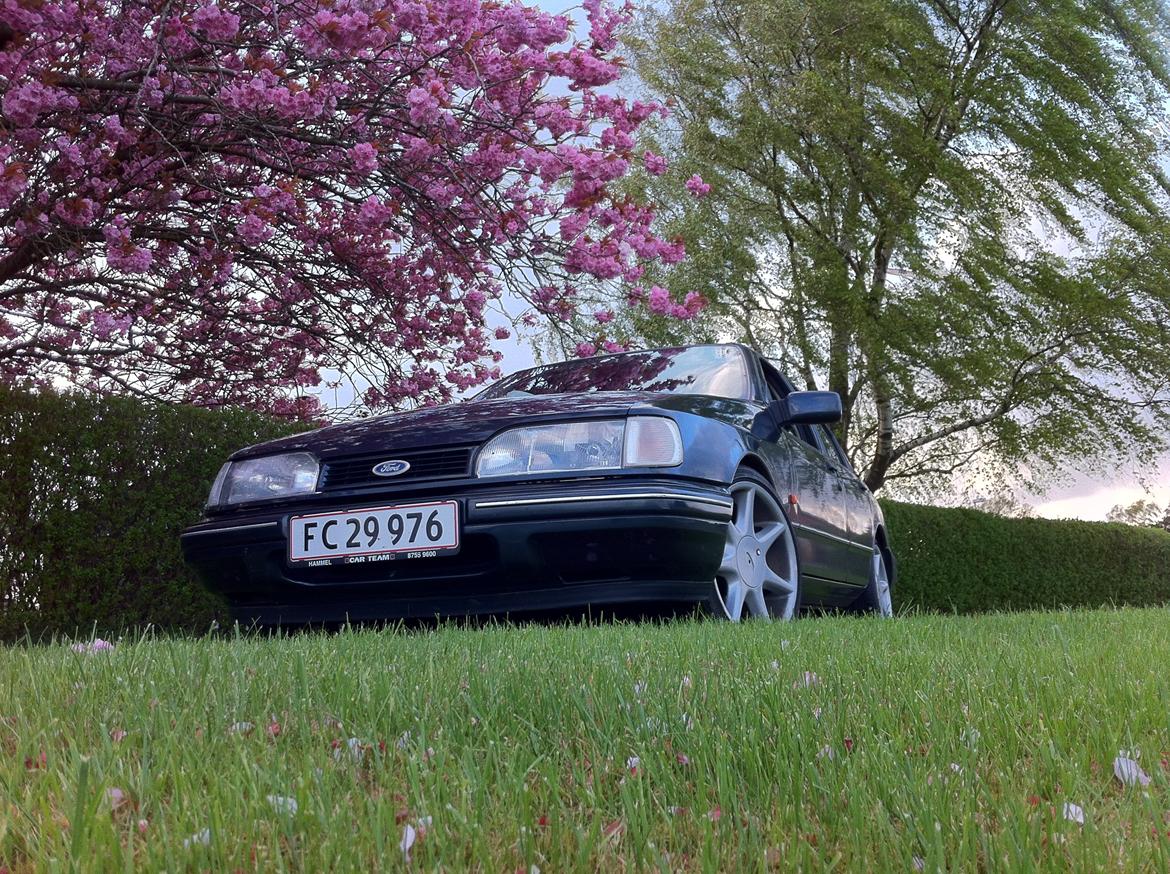 Ford Sierra 2,0 dohc GT - Et sommerbillede med de nye fælge. På billedet er den sænket 40/40 billede 8