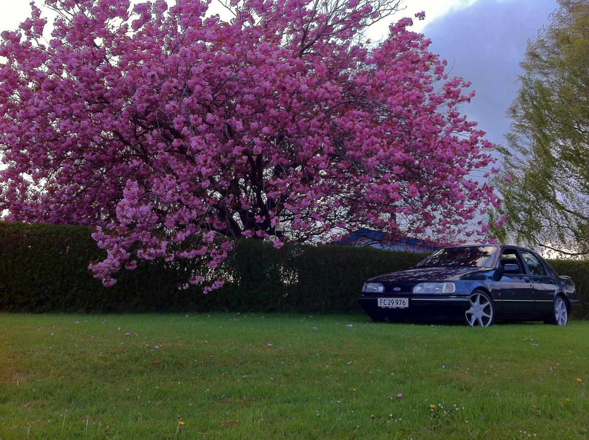 Ford Sierra 2,0 dohc GT - Et sommerbillede med de nye fælge.
På billedet er den sænket 40/40 billede 9