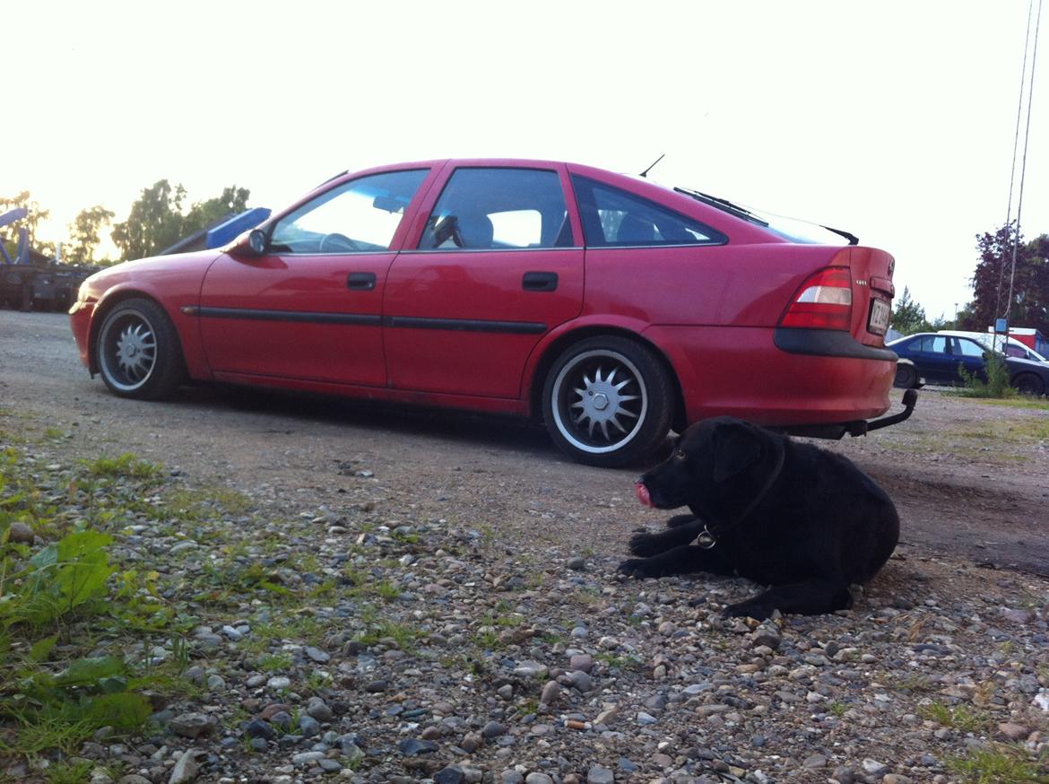 Opel Vectra B 1,8 - Lowrider billede 2