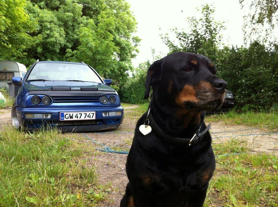 VW golf 3 stc billede 4