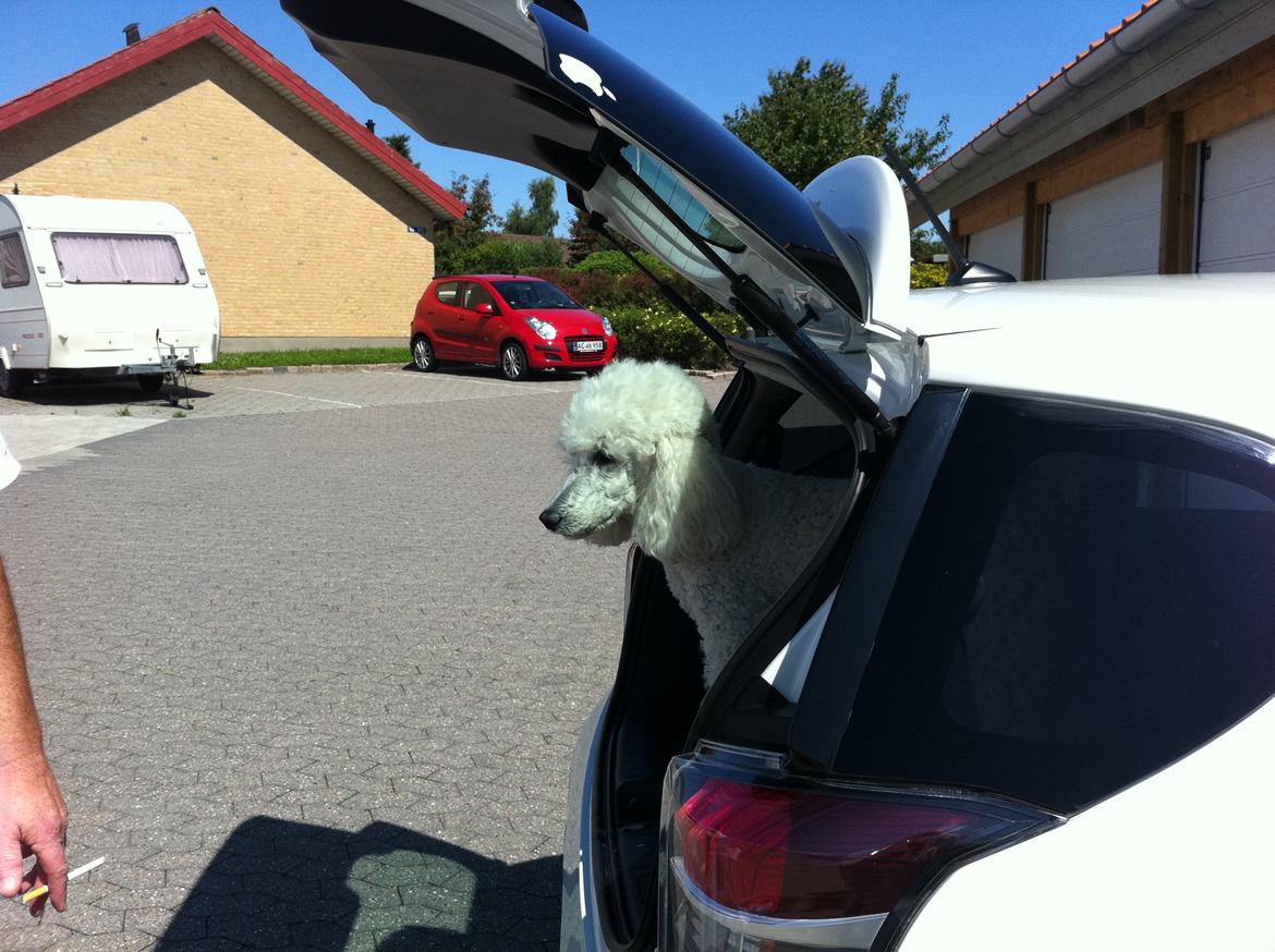 Toyota IQ - 1,4D-4D - Q2. SOLGT - nanna vores dejlige kongepuddel , er for det meste med og hun nyder det bare. billede 14