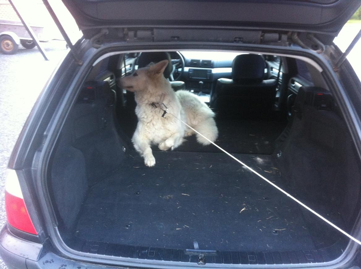 BMW 330d - Hundehus virker den også helt upåklageligt til. billede 5