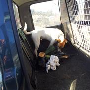 Mazda B2500 4X4 "Grisling"