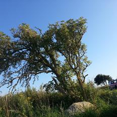 Mitsubishi Colt GL Fireball