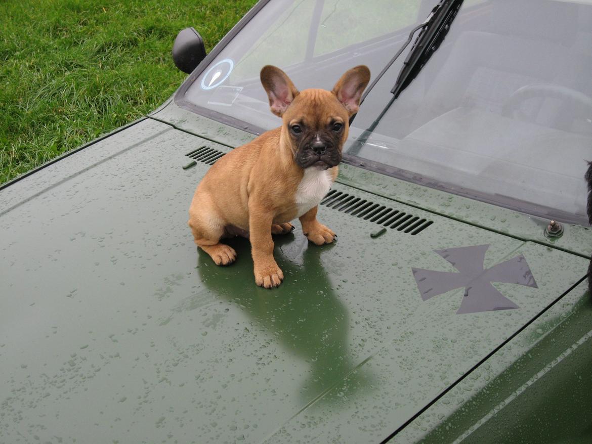 VW polo hit billede 7