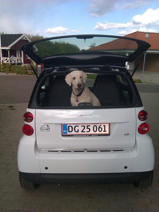 Smart Fortwo 0,8 CDI Pure - Der er skam fin plads i en Smart til hund :)  billede 19