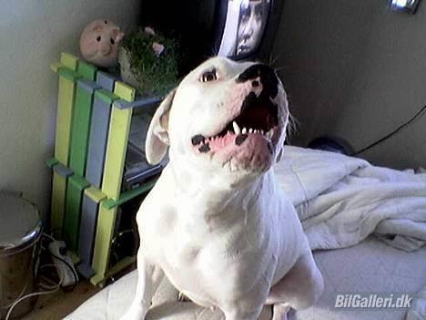 Toyota Corolla GTI  (solgt) - lige et billede af far´s hund billede 13