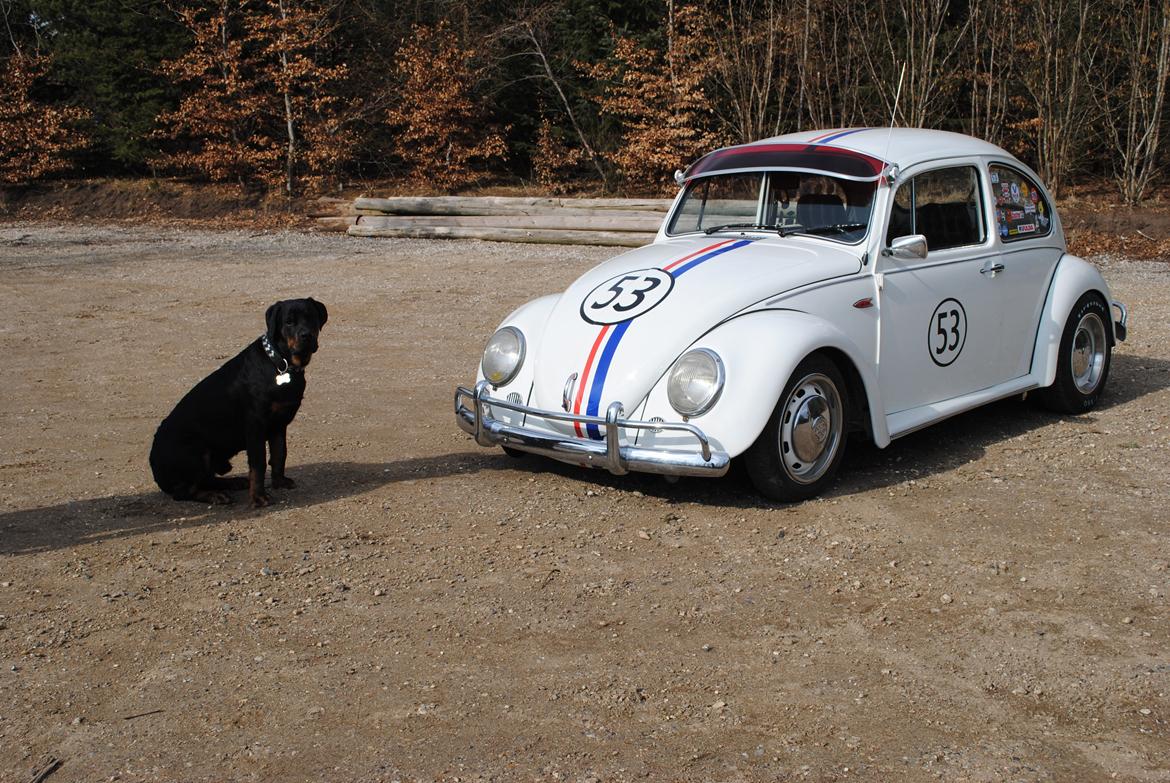 VW bobbel Herbie look billede 7
