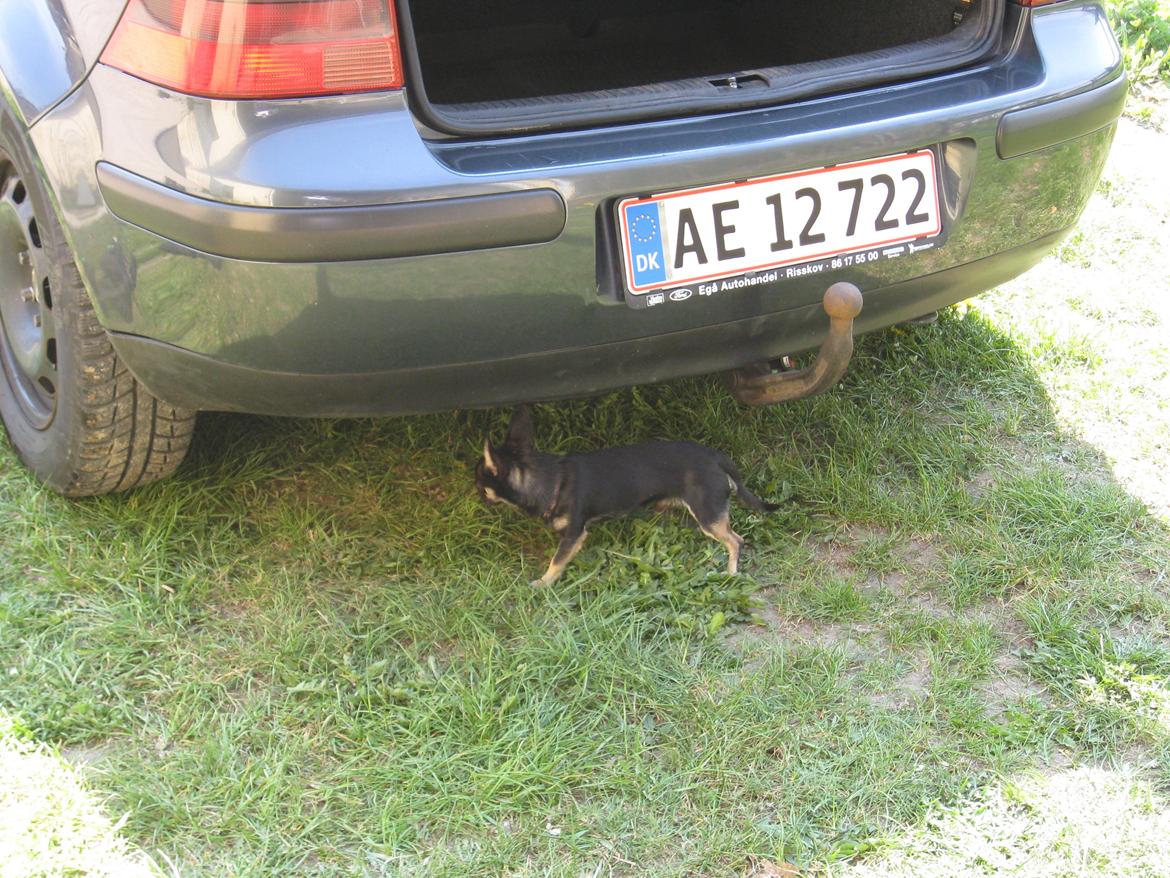 VW Golf 4 1.8 20V - Vagthunden sørger for sikkerheden :-) billede 16