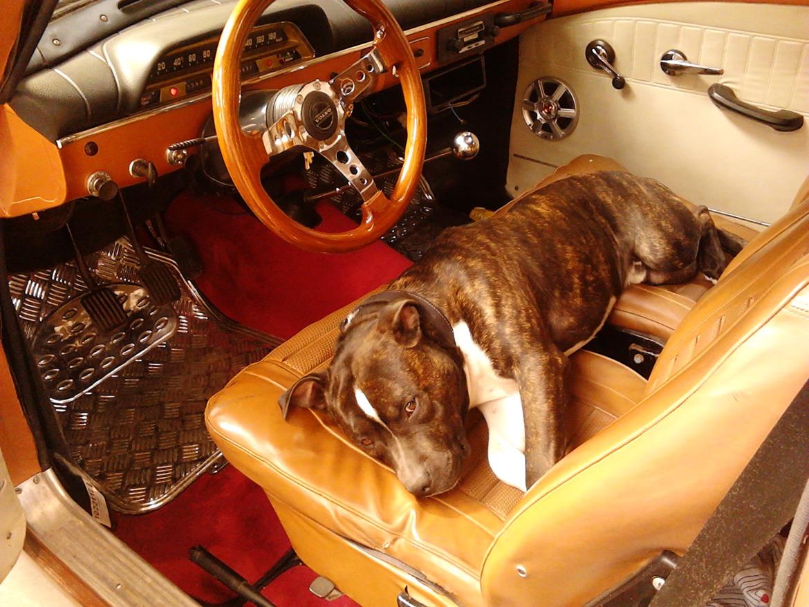 Volvo amazon 2 dørs b18 fru bisp så der kronhjort billede 15