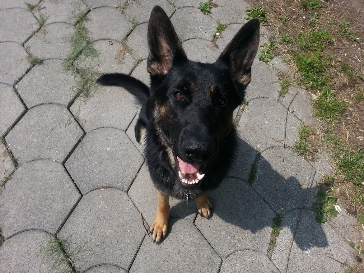 Opel Corsa D  SÆ LG ES billede 17