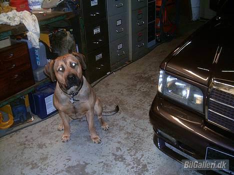 Mercedes Benz 190 E Evo Sportsline - Pas på!!!! Her vogter jeg.... Go hund billede 7