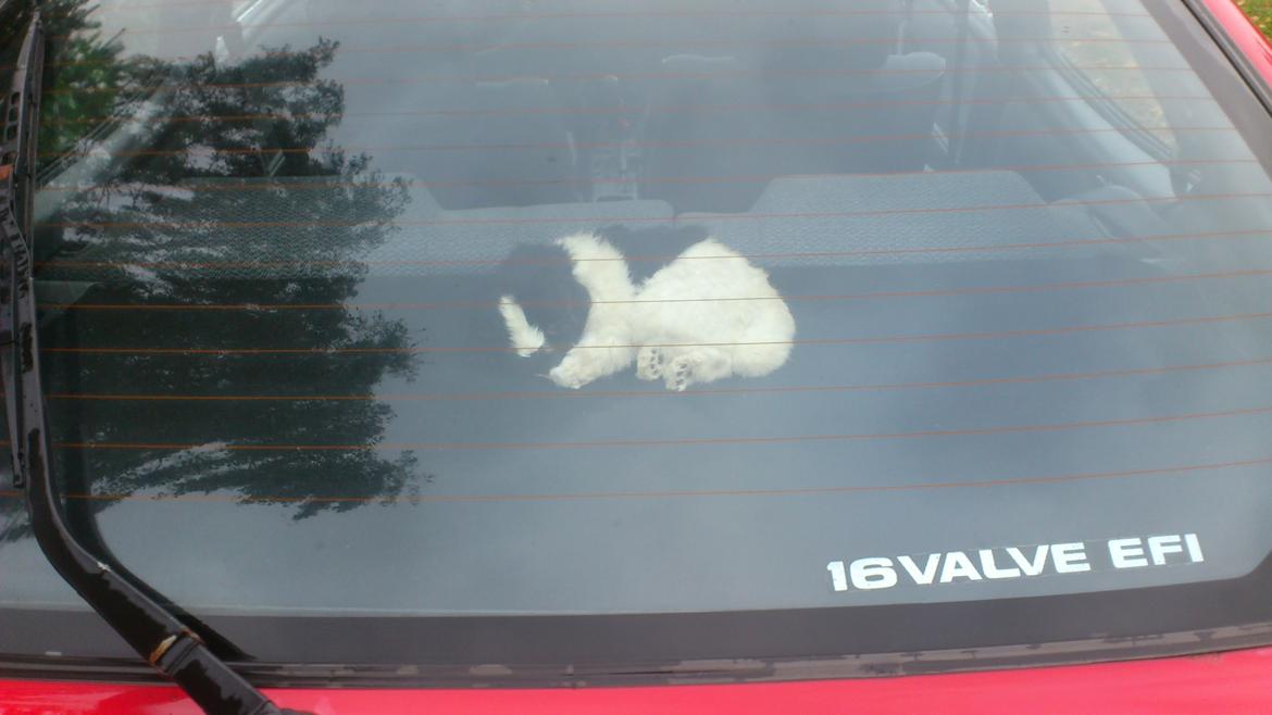 Toyota corolla billede 6