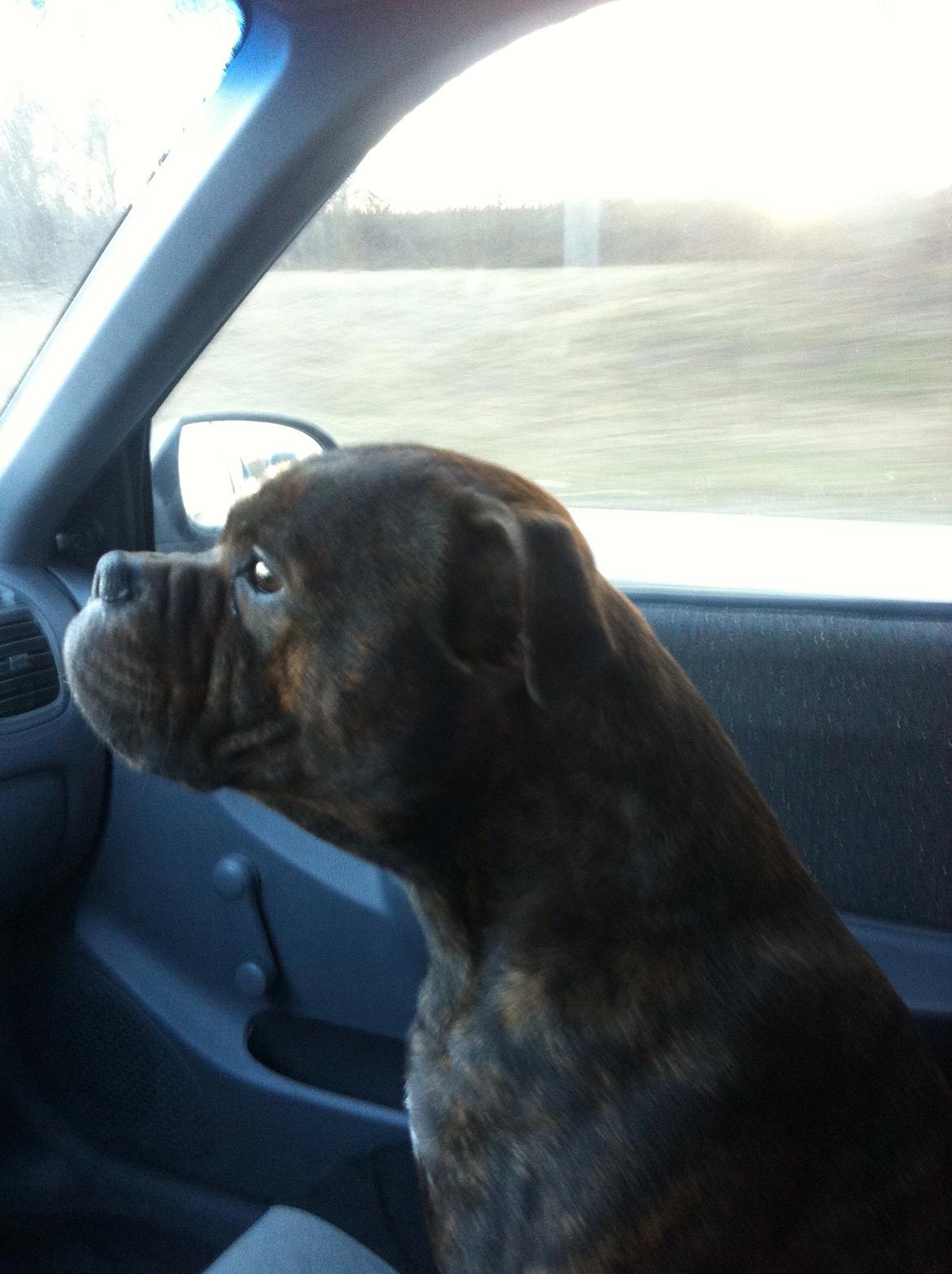 Hyundai accent  GT billede 18