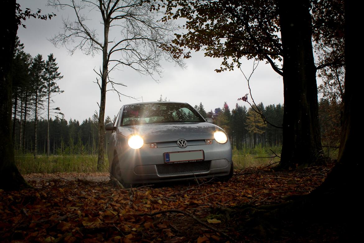 VW Lupo 3L - På skovtur, efteråret 2012 billede 15