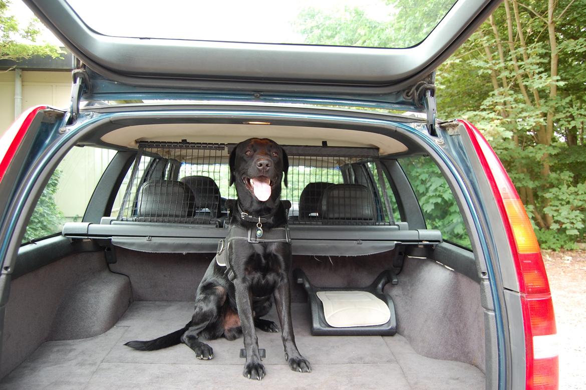 Volvo 850 stc. 2,5 SE - Min hund, som næsten altid er med. billede 10