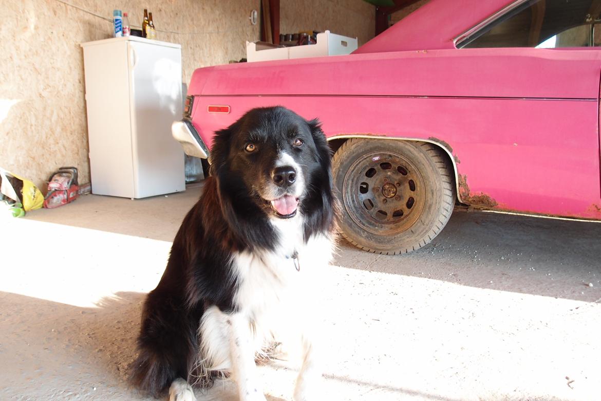 Plymouth Valiant Scamp billede 18