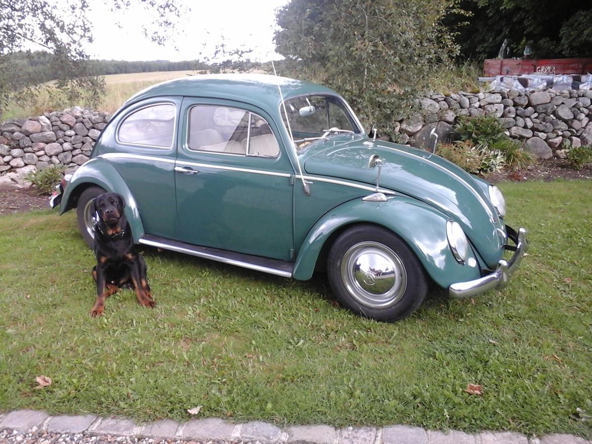 VW bobbel billede 11