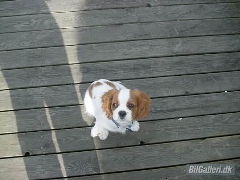 Peugeot 106 1.6 turbo  - MIn dræber hund billede 9